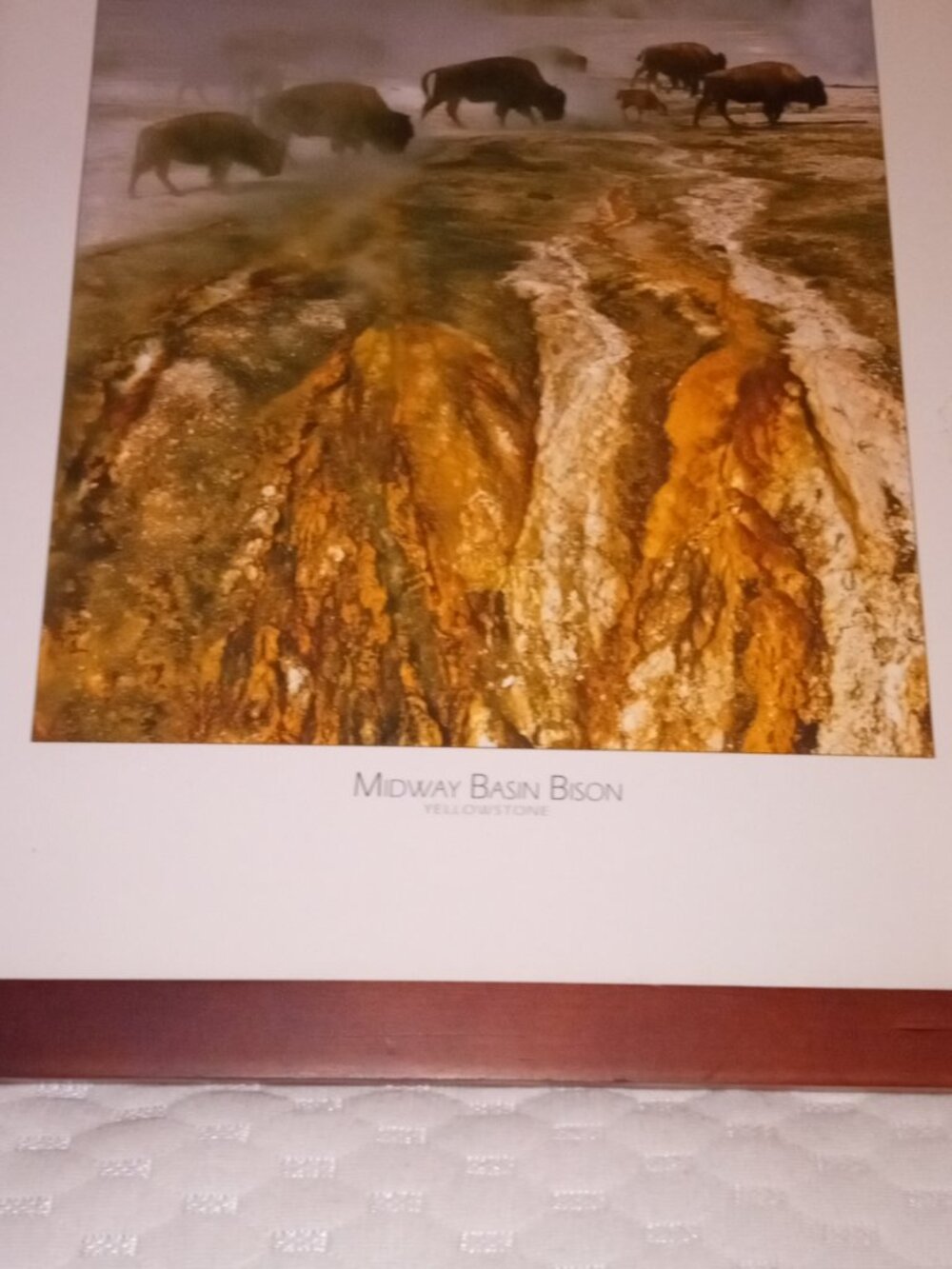 Midway Basin Bison, by Tom Murphy 8x12 framed and matted